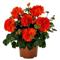 Зональная, кустовая пеларгония (герань) Green Idols Orange